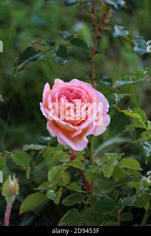 Rosa Rose im Freien. Schöne orange Rose mit Tau Tropfen auf den Blütenblättern auf einem hellgrünen Hintergrund verschwommen im Garten an einem Sommermorgen. Stockfoto