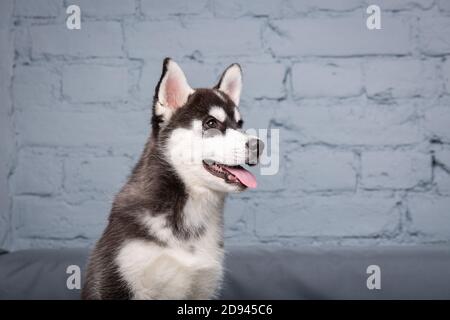 Portrait von jungen schönen lustigen sibirischen Husky Hund genießt auf grauen Textil-Couch zu Hause. Lächelndes Gesicht des heimischen reinrassigen Hundes mit spitzen Ohren Stockfoto