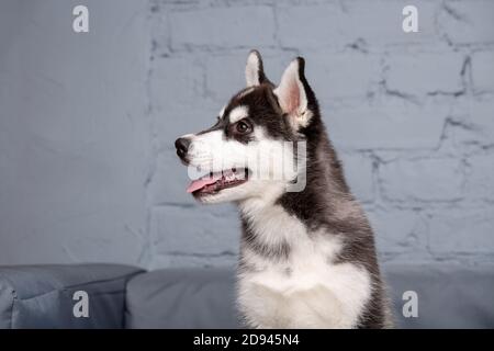 Thema Haustier Hund Hund zu Hause. Lustige, aktive Baby Husky Hündin schwarz und weiß, drei Monate alt, spielt auf einem grauen Sofa im Wohnzimmer. Sibirisch Stockfoto