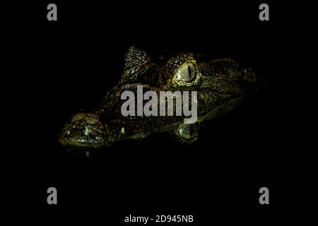 Brillencaiman - Caiman crocodilus auch bekannt als weißer Caiman, gemeiner Caiman oder gesprenkelten Caiman in der Nacht, Krokodil in Alligatoridae, brownis Stockfoto