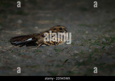 Pauraque - Nyctidromus albicollis auch als gemeine Pauraque in der Nacht, Nachtschwalbe Arten, einer von zwei Vögeln in der Gattung Nyctidromus, Rassen in der Stockfoto