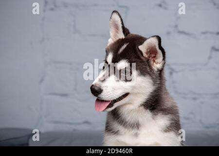 Thema Haustier Hund Hund zu Hause. Lustige, aktive Baby Husky Hündin schwarz und weiß, drei Monate alt, spielt auf einem grauen Sofa im Wohnzimmer. Sibirisch Stockfoto