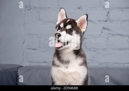 Thema Haustier Hund Hund zu Hause. Lustige, aktive Baby Husky Hündin schwarz und weiß, drei Monate alt, spielt auf einem grauen Sofa im Wohnzimmer. Sibirisch Stockfoto