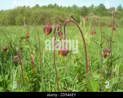 Geum Rivale oder Water Avens. Leuchtend rot-braune und goldorange Blüten mit hängenden Knospen auf einer grünen Wiese an einem sommerlichen Sonnentag. Stockfoto