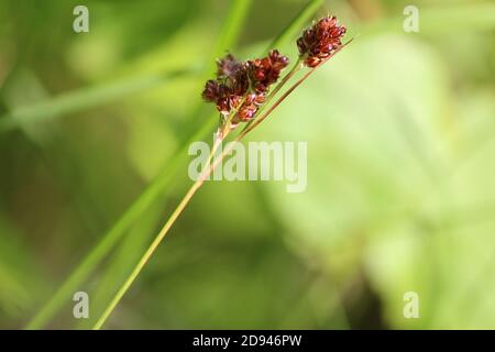 Luzula multiflora oder gemeiner Waldkrausch oder Heide Holzschnäbel. Reife Grashalme mit roten Samen an einem sonnigen Sommertag vor dem Hintergrund eines gree Stockfoto