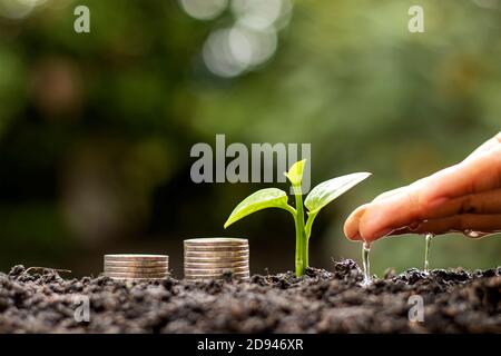 Die Bauern bewässern die jungen Pflanzen von Hand, einschließlich der Münzen auf dem Boden, basierend auf der Idee, Geld zu sparen und zu wachsen. Stockfoto