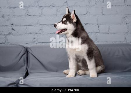 Portrait von jungen schönen lustigen sibirischen Husky Hund genießt auf grauen Textil-Couch zu Hause. Lächelndes Gesicht des heimischen reinrassigen Hundes mit spitzen Ohren Stockfoto