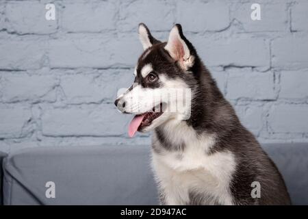 Lustige aktive Hund Husky Welpen schwarz und weiß, Alter drei Monate, Spaß auf dem Sofa zu Hause im Wohnzimmer. Hund Baby weiblich sibirischen Husky in Stockfoto