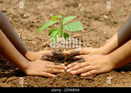 Kinder und Eltern verbinden sich, um auf schwarzem Boden Setzlinge zu Pflanzen, das Konzept der Wiederaufforstung und der Rettung der Welt. Stockfoto