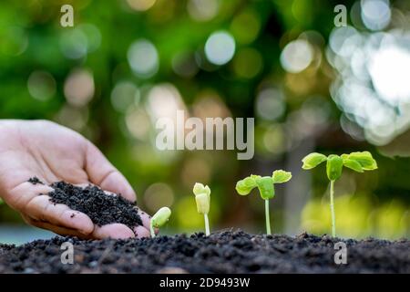 Die Hände der Bauern Pflanzen Setzlinge auf dem Boden, einschließlich einer verschwommenen grünen Natur Hintergrund, Forstkonzepte und Umweltschutz. Stockfoto