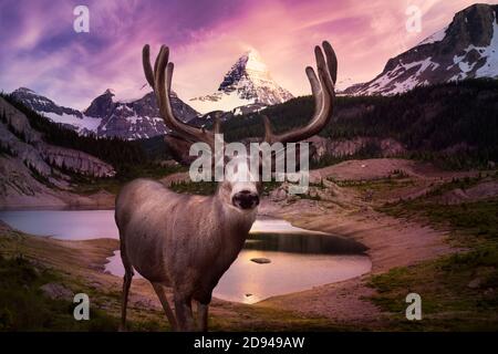 Ein männlicher Hirsch in der kanadischen Natur. Bild zusammengesetzt mit Mt Assiniboine Provincial Park Stockfoto