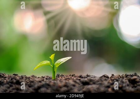 Junge Pflanzen oder Samen, die auf dem Boden wachsen und In der Morgensonne.das Konzept des Anfangs Pflanze oder Wald Wachstum Stockfoto