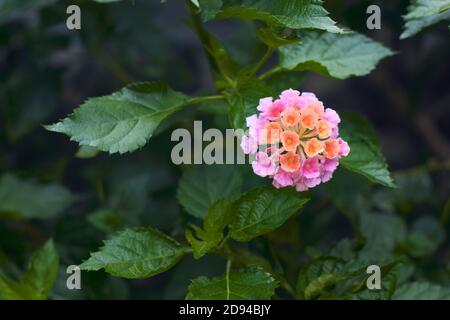 Nahaufnahme der lantana Blume im Garten. Stockfoto