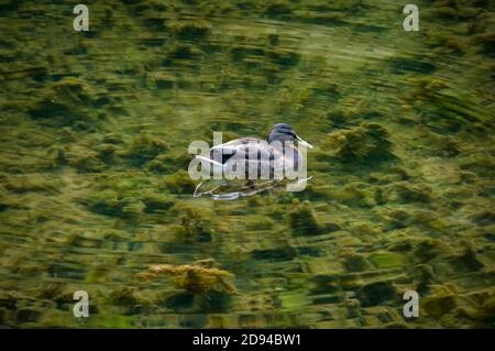 Einzelne Ente schwimmt auf sehr klarem Wasser, mit Wasser Unkraut direkt unter der Oberfläche. Auf dem Fluss Lathkill in Derbyshire. Stockfoto