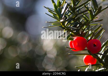 Leuchtend rote Eibenbeeren und grüne Blätter mit Bokeh in Hintergrund Stockfoto