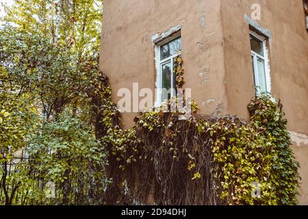 ivy an der Wand des Wohngebäude Fenstergebäudes Fasade Stockfoto
