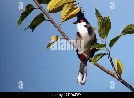 Haubenvogel auf der Lamma Insel in Hong Kong. Stockfoto