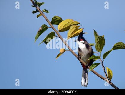 Haubenvogel auf der Lamma Insel in Hong Kong. Stockfoto