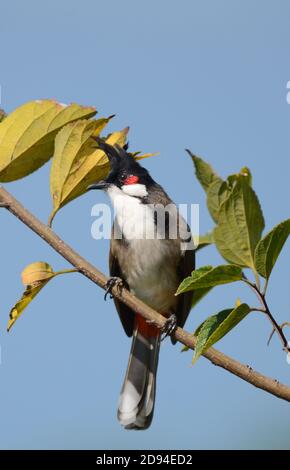 Haubenvogel auf der Lamma Insel in Hong Kong. Stockfoto