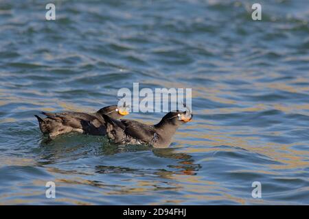 Crested Auklets (Aethia cristatella), zwei am Meer bei, Yankicha Insel, Kuril Inselkette, Ferner Osten Russland 4. juni 2012 Stockfoto