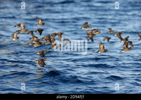 Whiskered Auklets (Aethia pymaea) im Flug, Yankicha Island, Kuril Island Kette, Fernen Osten Russland 4. juni 2012 Stockfoto