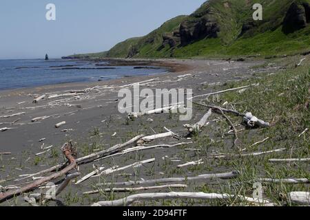 Sibirische Bäume bleichen als Treibholz am Strand der Insel Urup, Kurilkette, Ochotsker See, Russland 5. Juni 2012 Stockfoto