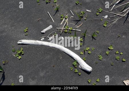 Sibirische Bäume bleichen als Treibholz am Strand der Insel Urup, Kurilkette, Ochotsker See, Russland 5. Juni 2012 Stockfoto