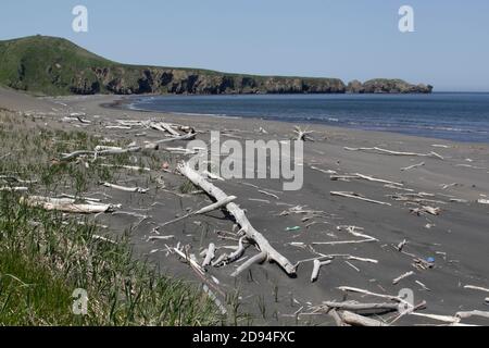 Sibirische Bäume bleichen als Treibholz am Strand der Insel Urup, Kurilkette, Ochotsker See, Russland 5. Juni 2012 Stockfoto