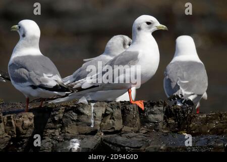 Rotbeinige Kittiwakes (Rissa brevirostris) nicht-brütende Gefieder, Commander Islands, vor Kamtschatka, Ostrussland 30. Mai 2012 Stockfoto