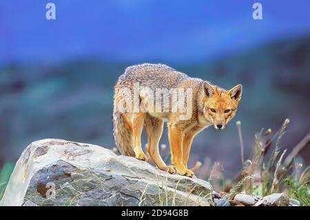 Andenfuchs (Dusicyon culpaeus), Torres del Paine Nationalpark, Chile, Südamerika Stockfoto