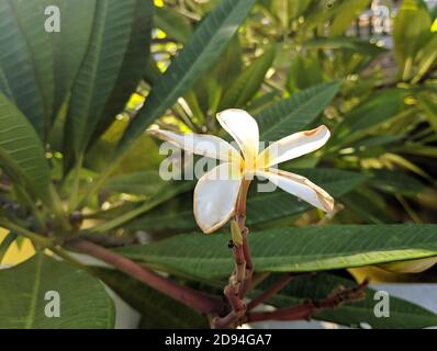 Eine isolierte Plumeria blüht mit langen Blütenblättern im Busch Am sonnigen Morgen Stockfoto