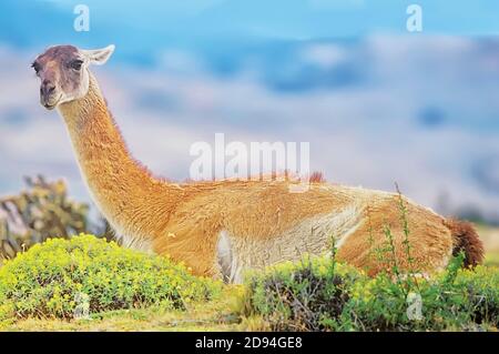 Ein Guanaco (Lama guanicoe), der eine Pause macht, Torres del Paine Nationalpark, Chile, Südamerika Stockfoto