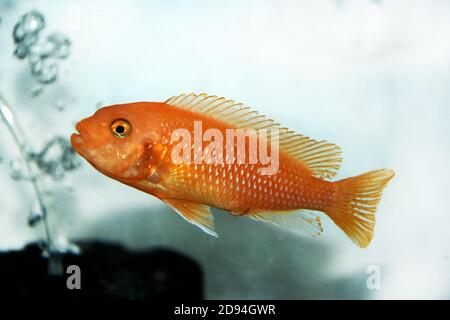 Roter Zebra Afican cichlid - Maylandia estherae Stockfoto