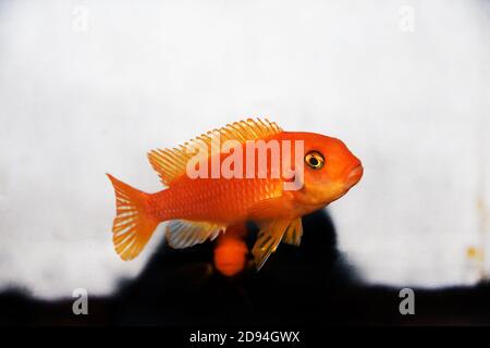 Roter Zebra Afican cichlid - Maylandia estherae Stockfoto