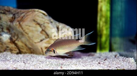 Brichardi Cichlid, Albino African Princess fish - (Neolamprologus brichardi) Stockfoto