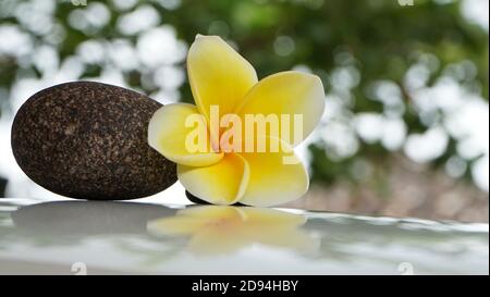 Nahaufnahme der gelben Frangipani Blumen Stockfoto