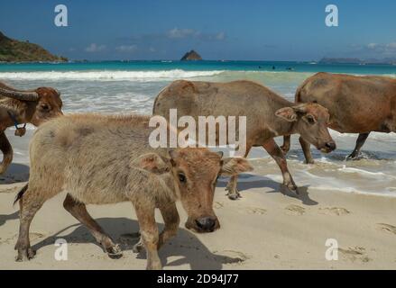 Niedliche Baby Wasserbüffel zu Fuß am Strand Stockfoto