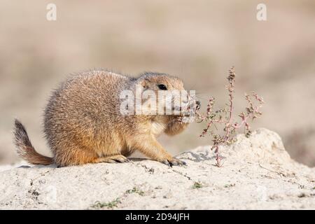 Schwarzschwanz-Präriehund (Cynomys ludovicianus), der russische Distel frisst, Herbst, Theodore Roosevelt NP, ND, USA, von Dominique Baud/Dembinsky Photo Assoc Stockfoto