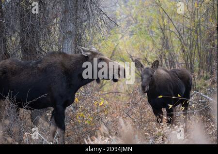 Elchkuh und Kalb im Wald im Herbst hinein Grand Teton National Park Stockfoto