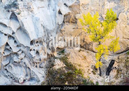 Eschen in Herbstfarben, Wind Canyon, Theodore Roosevelt NP, North Dakota, USA, von Dominique Braud/Dembinsky Photo Assoc Stockfoto