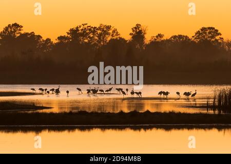 Sandhill Cranes, Roosting in Moor, Migration, Upper Midwestern USA, von Dominique Braud/Dembinsky Photo Assoc Stockfoto