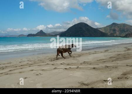 Niedliche Baby Wasserbüffel laufen am Strand Stockfoto