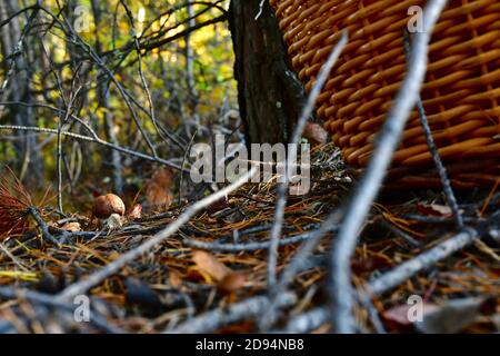 Gefunden im Wald ein kleiner Pilzboletus, im Wald. Neben dem Baumstamm befindet sich der Korb. Stockfoto