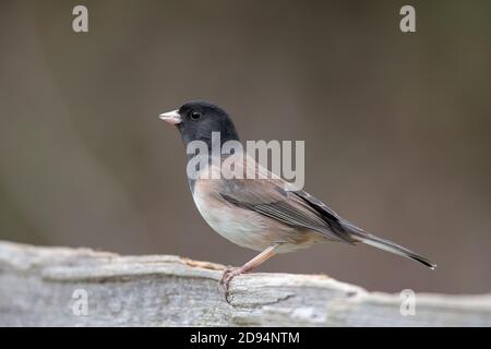 Dunkeläugige Jungvogel bei British Columbia Kanada; nordamerikanisch Stockfoto