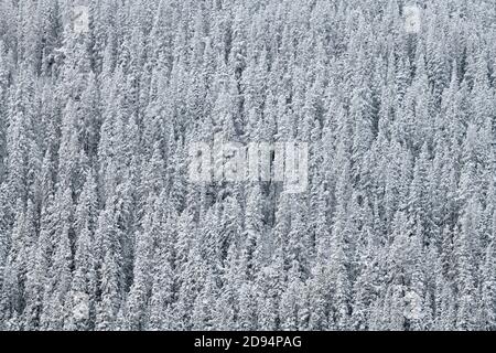 Ein Stand von schneebedeckten Fichten im ländlichen Alberta Kanada. Stockfoto