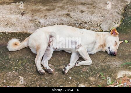 Einsamer, obdachloser Hund, der auf dem Bürgersteig schläft Stockfoto