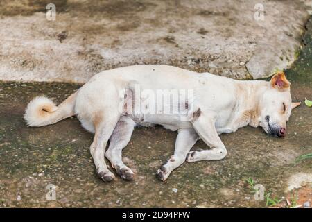 Einsamer, obdachloser Hund, der auf dem Bürgersteig schläft Stockfoto