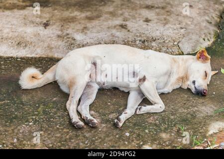 Einsamer, obdachloser Hund, der auf dem Bürgersteig schläft Stockfoto