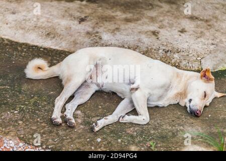 Einsamer, obdachloser Hund, der auf dem Bürgersteig schläft Stockfoto