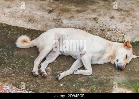 Einsamer, obdachloser Hund, der auf dem Bürgersteig schläft Stockfoto